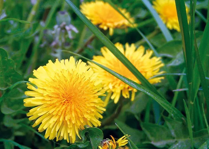 Landgasthof Hof Roscheid 2*